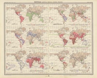 Zoogeografie: Reptilia, Lacertilia, Crocodilia, Chelonia, Prosauria door English School