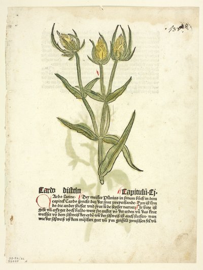 Distel (recto) en distelknoppen (verso) uit Gart Der Gesundheit (ook wel Hortus sanitatis of Tuin van de Gezondheid genoemd), Plate 32 from Woodcuts from Books of the 15th Century door Erhard Reuwich