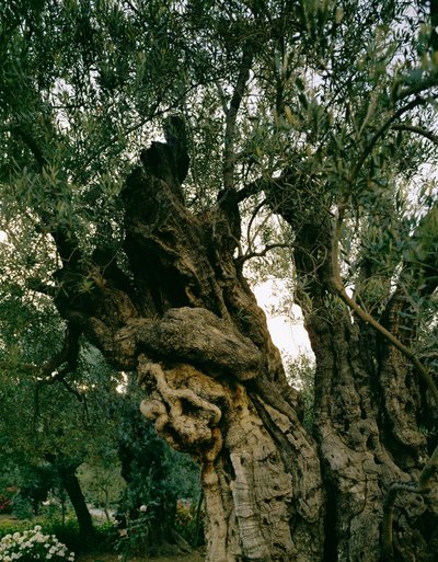 Oude olijfbomen in de Tuin van Gethseman, Kidronvallei, Jeruzalem, Israël (foto) door Erich Lessing