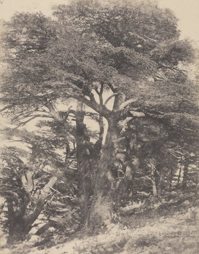 Groupe de Cèdres de Mt. Liban / [Groep cederbomen, Libanonberg]. door Ernest Benecke