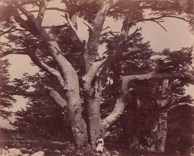 Mt. Liban. Stam van een van de cederbomen van Salomo, 1850-53 door Ernest Benecke
