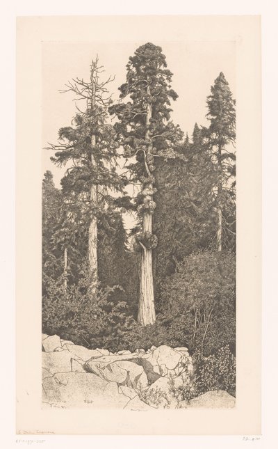 Sequoia boom door Ernest Haskell (signed by artist)