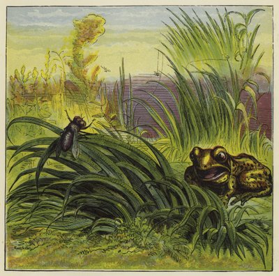 Kikker en vlieg door Ernest Henry Griset