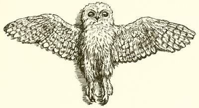 De adelaar en de uil door Ernest Henry Griset