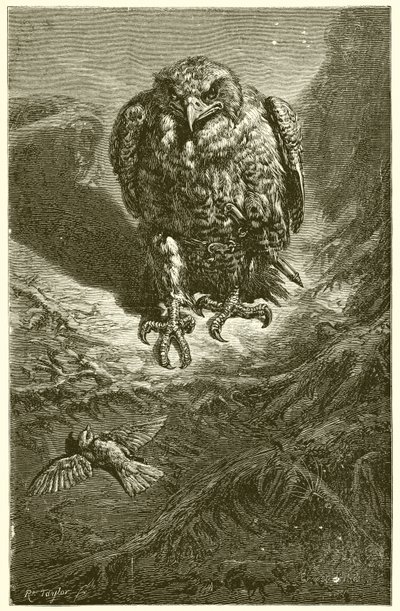 De havik en de nachtegaal door Ernest Henry Griset