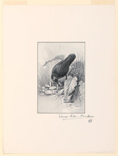 Het handvat van een Chinese kop, het juweel van de collectie door Ernest Thompson Seton