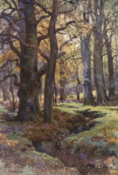 In Mallard Wood door Ernest William Haslehust