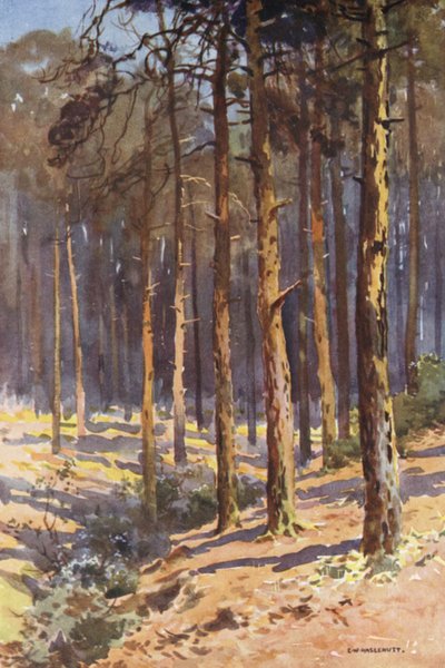 Talbot Woods, Bournemouth door Ernest William Haslehust
