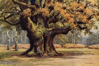 De Major Oak, Thoresby Park door Ernest William Haslehust