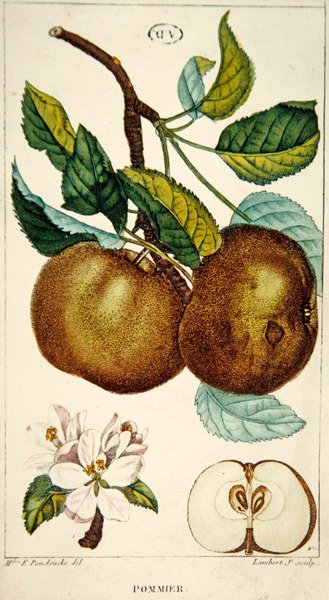 Appelboom, gegraveerd door Lambert, c.1820 door Ernestine (after) Panckoucke
