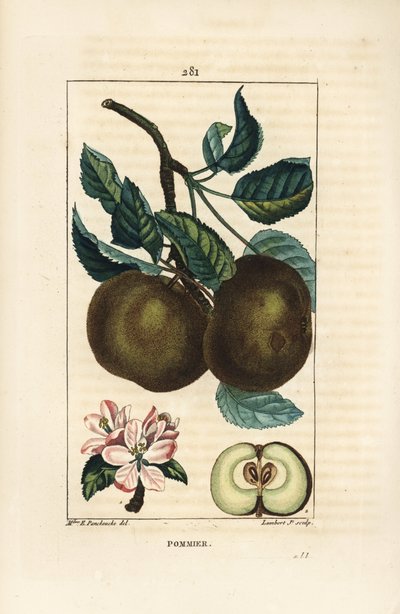Appelboom, Malus domestica, met tak, blad, vrucht, bloesem en rijpe vrucht in doorsnede met zaden. Handgekleurde stipple kopergravure door Lambert Junior naar een tekening van Ernestine Panckoucke uit Chaumeton, Poiret en Chamberet