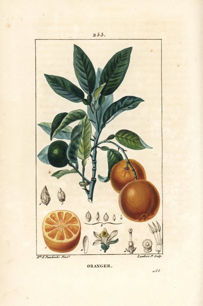 Bigaradier, sinaasappel, Citrus aurantium, met tak, blad, bloesem, rijpe en onrijpe vrucht, en doorsnede van de vrucht door Ernestine Panckoucke