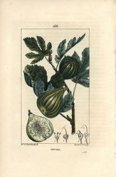 Botanische plaat: vijgenboomtak met vijgen door Ernestine Panckoucke