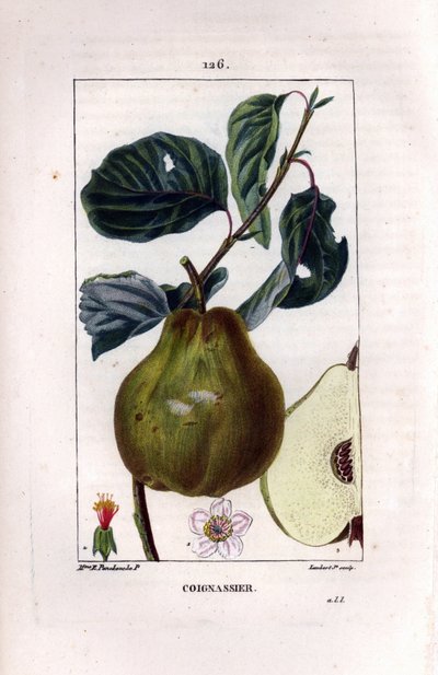 Botanische plaat: kweepeerboom, Pyrus oblonga, met vrucht, bloesem, bladeren, tak en doorsnede van vrucht. Handgekleurde stipple kopergravure door Lambert Junior naar een tekening van Madame Panckoucke uit Chaumeton, Poiret et Chamberet