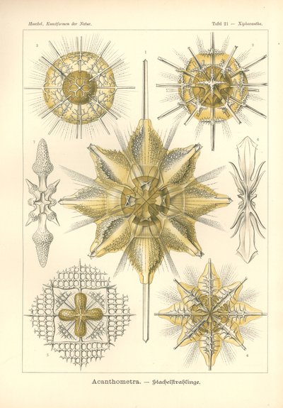 Acanthometra - Stachelstrahlinge, Pl.21 uit 