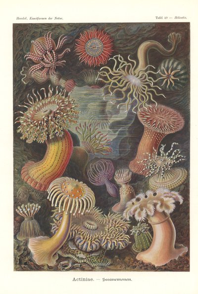 Actiniae - Zeeanemoon, Pl.49, uit 