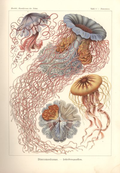 Discomedusae - Scheibenquallen, Pl. 8 uit 