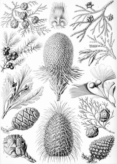 Voorbeelden van Coniferae uit 