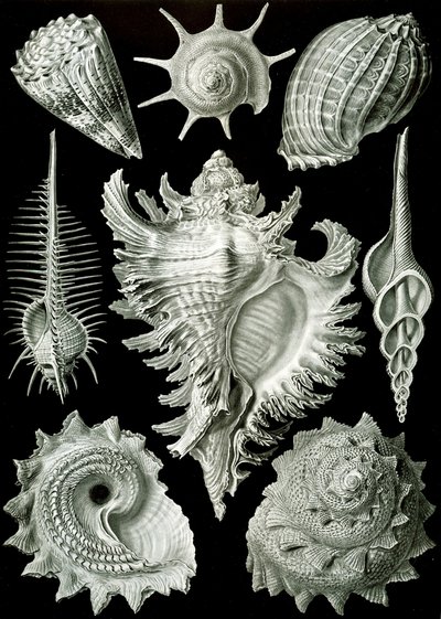 Voorbeelden van Prosranchia - schelpen van verschillende prosobranchia-gastropoden, uit 
