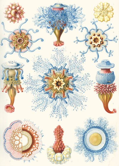 Voorbeelden van Siphonophorae uit 