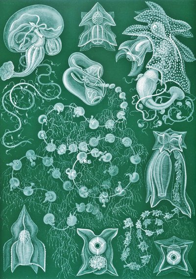 Voorbeelden van Siphonophorae uit 