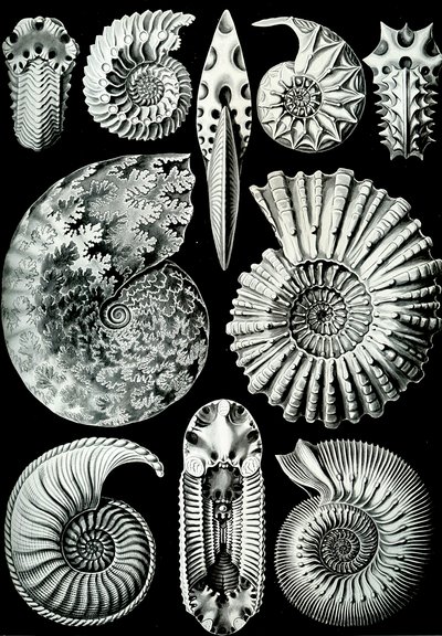 Illustratie van Ammonitida uit "Kunstformen der Natur" 1904 door Ernst (after) Haeckel