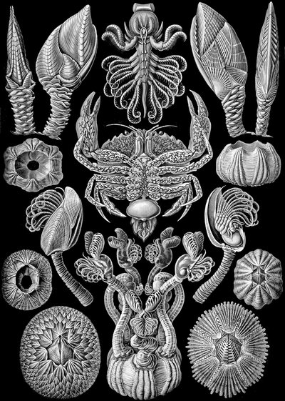 Illustratie van Cirripedia uit "Kunstformen der Natur" 1904 door Ernst (after) Haeckel