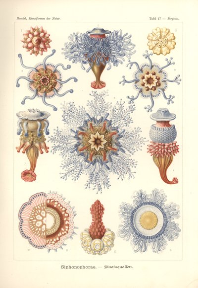 Siphonophorae - Kwallen, uit 