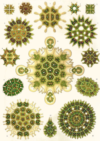 Variëteiten van Pediastrum uit 