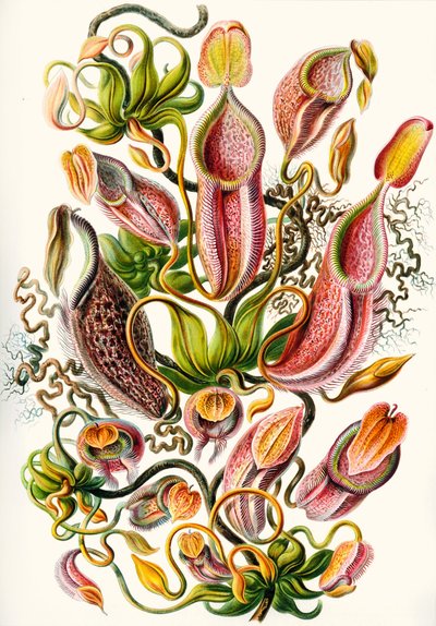 een verzameling van Nepenthaceae uit 