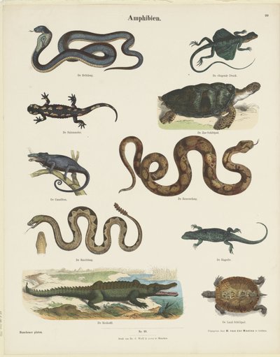 Amphibien door Ernst Fröhlich