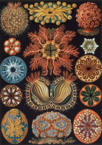 Ascidiae, plaat 85 uit `Kunstvormen der Natuur` door Ernst Haeckel