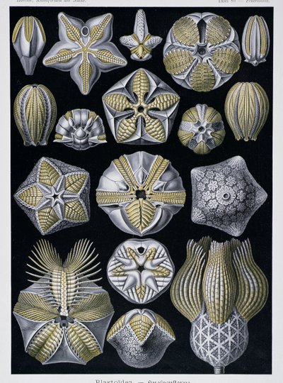Blastoidea, plaat uit Kunstvormen van de Natuur, c.1899-1904 door Ernst Haeckel
