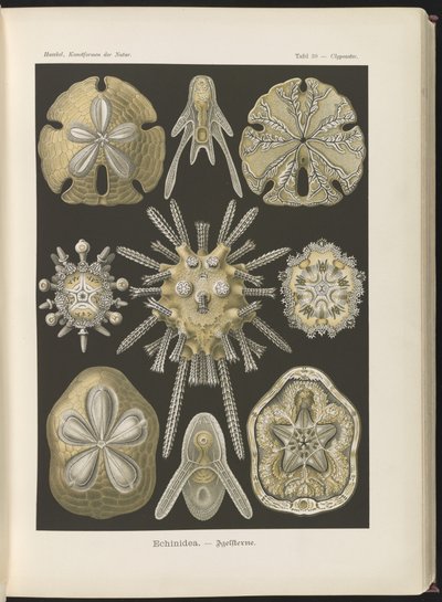 Echinidea: zee-egels en zanddollars door Ernst Haeckel