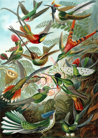 Voorbeeld uit de familie Trochilidae, 