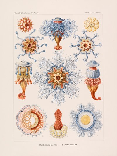 Kunstformen der Natur Art Forms in Nature, 1899-1903 door Ernst Haeckel