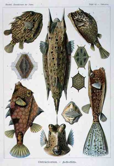Ostraciontes, plaat uit Artforms of Nature door Ernst Haeckel