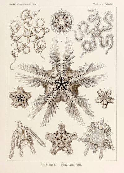 Plaat 10 Ophiothrix Ophiodea uit 