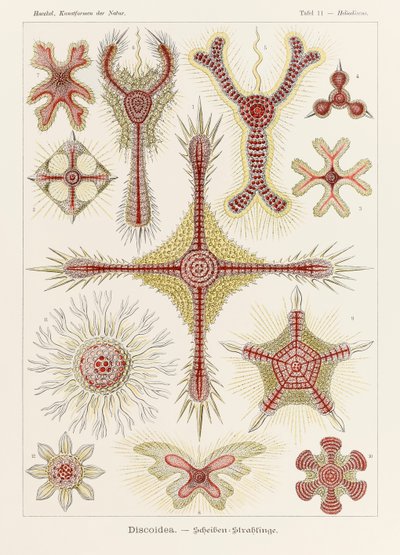 Heliodiscus Discoidea, plaat 11 uit 