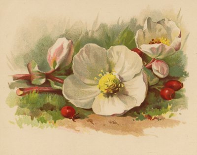 Kerstroos en Bessen door Ethel C. Nisbet