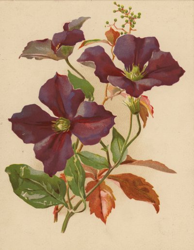 Clematis en Virginiaanse klimop door Ethel C. Nisbet