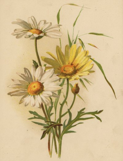Madeliefjes door Ethel C. Nisbet