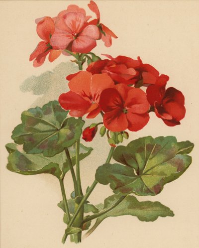 Geranium door Ethel C. Nisbet