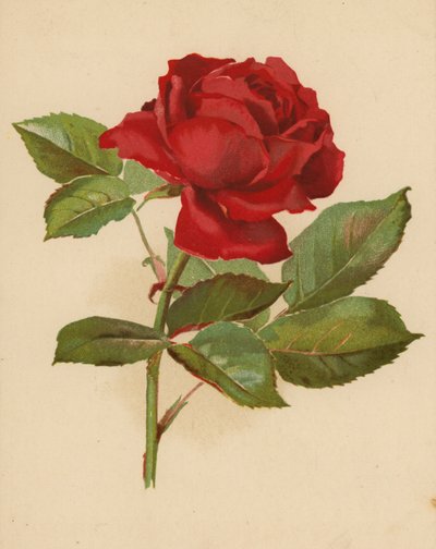 Rode tuinroos door Ethel C. Nisbet