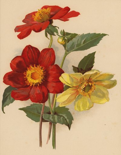Enkele Dahlia