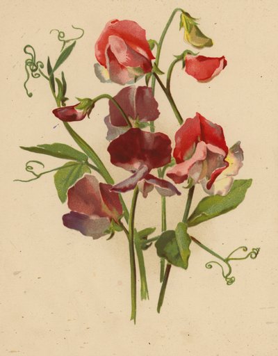 Lathyrus door Ethel C. Nisbet