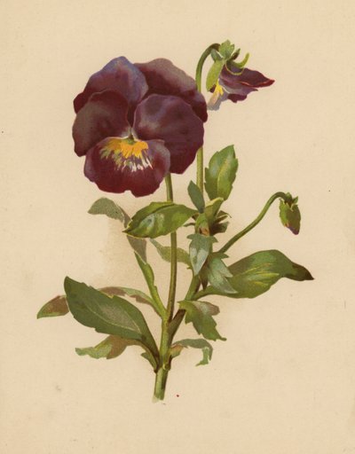 Het Viooltje door Ethel C. Nisbet