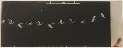 Chronofotografie van een Vliegende Reiger door Etienne Jules Marey