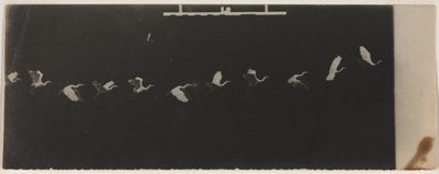 Chronofotografie van een vliegende reiger door Etienne Jules Marey