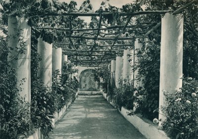Pergola in een wijngaard, Capri, Italië, 1927 door Eugen Poppel